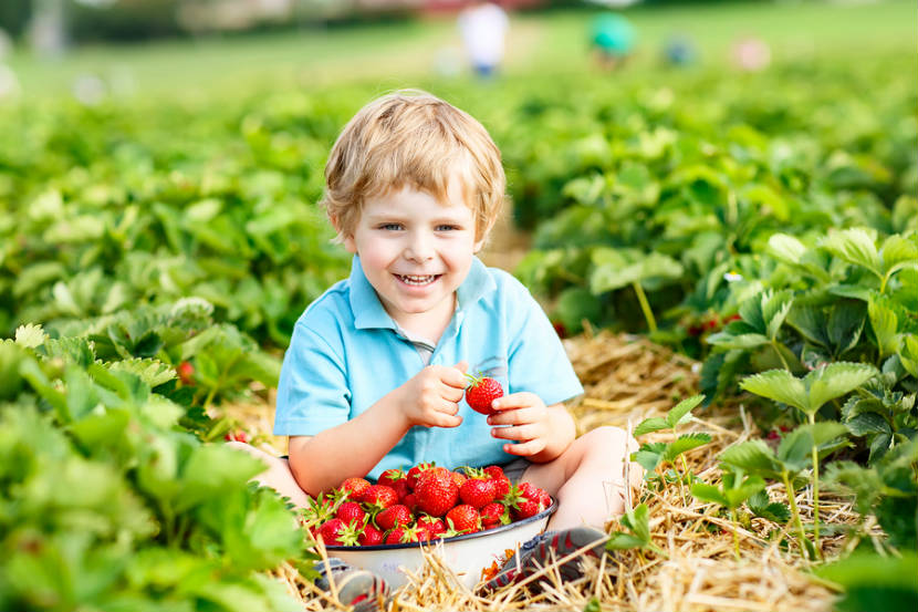 toddler boy eating strawberries in a strawberry patch