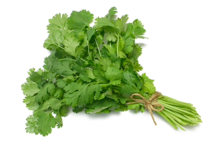 cilantro