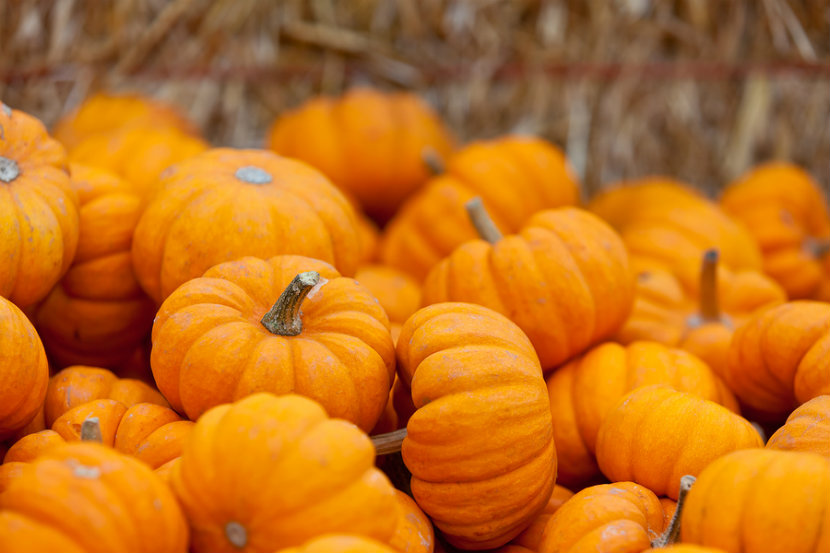 a bunch of orange pumpkins