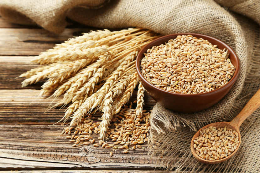 wheat plants and grains in a bowl and spoon