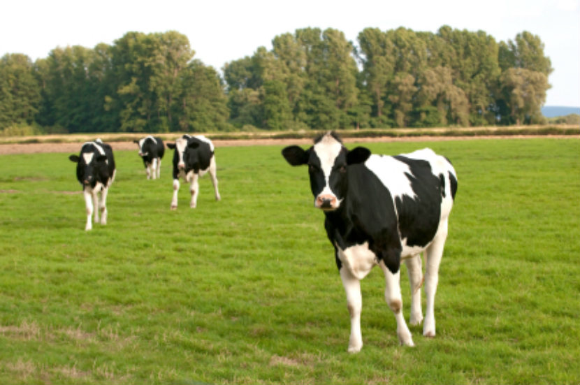 cows grazing in a field