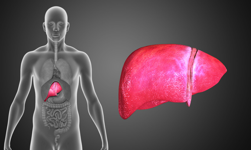 picture of a person and their liver