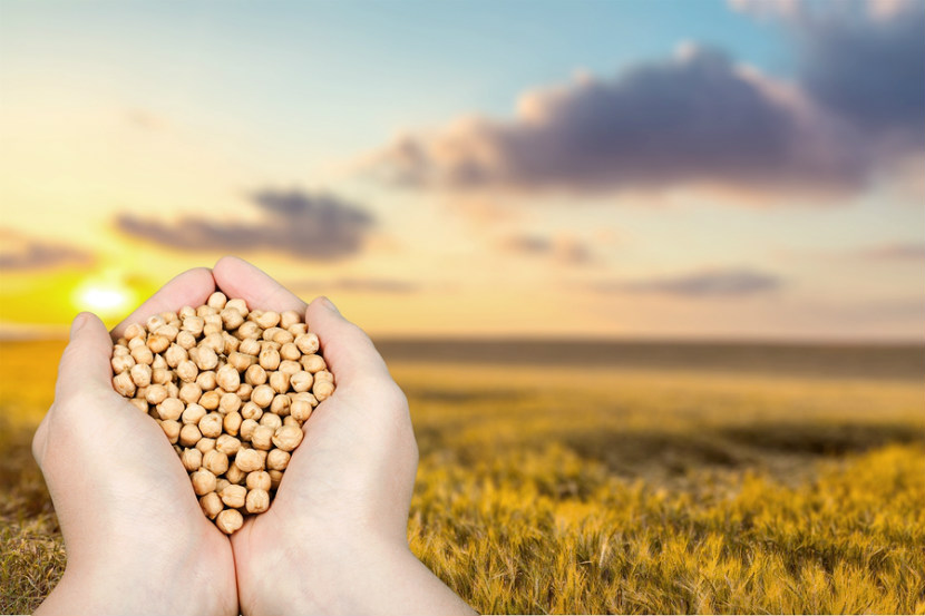 White hands cupping dry chickpeas in a field at sunset