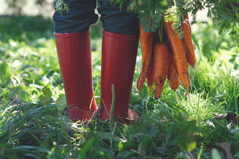 person in rain boots holding a bunch of carrots