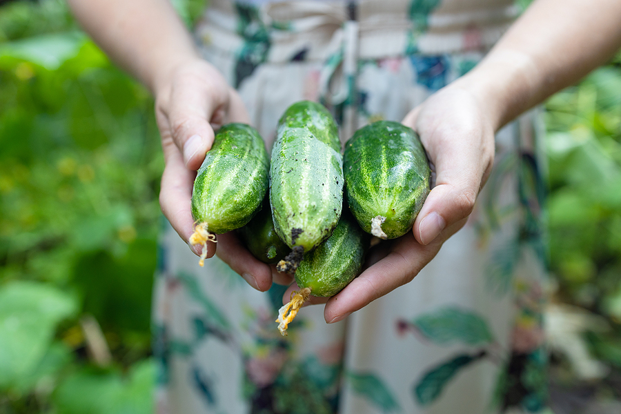 Person holding cucumbers fresh from the garden